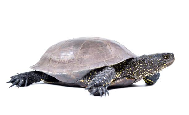 istock European pond terrapin, side view, isolated on a white background 2151841772