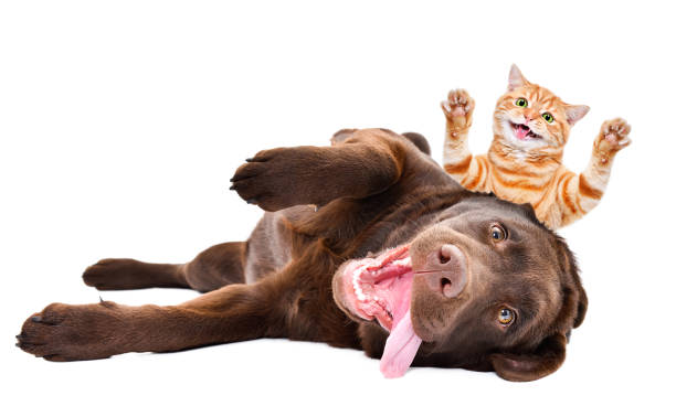 Funny kitten Scottish Straight peeks out from behind a Labrador lying on his back isolated on a white background