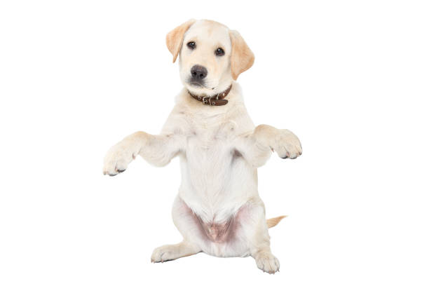 istock Funny labrador puppy sitting isolated on white background 2151841785