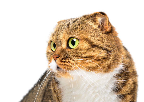 istock Portrait of a charming cat scottish fold isolated on a white background 2151841869
