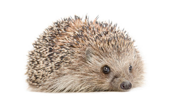 istock Portrait of a cute hedgehog, side view, isolated on a white background 2151841889