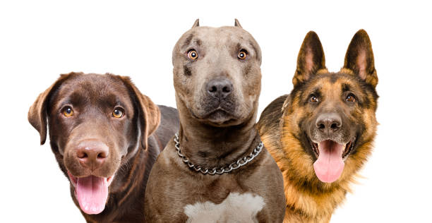istock Portrait of three curious funny dogs isolated on white background 2151842012