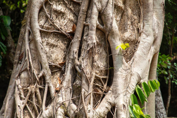 Large roots on a tropical tree in nature.