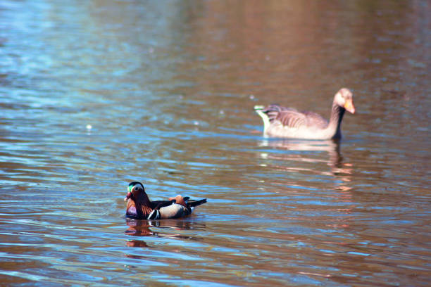 A mandarin duck and a goose spending some time together as friends