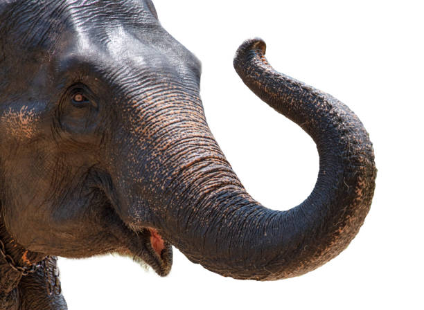 istock Elephant portrait isolated white background 2151843110