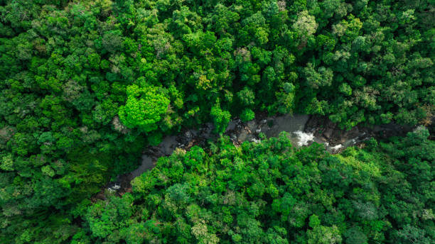 istock Aerial view of mixed forest, deciduous trees, greenery and waterfalls flowing through the forest. The rich natural ecosystem of rainforest concept is all about conservation and natural reforestation. 2151843902