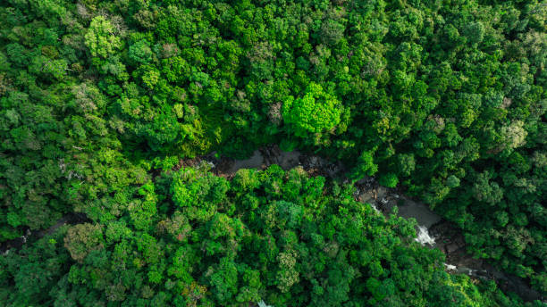 istock Aerial view of mixed forest, deciduous trees, greenery and waterfalls flowing through the forest. The rich natural ecosystem of rainforest concept is all about conservation and natural reforestation. 2151843903