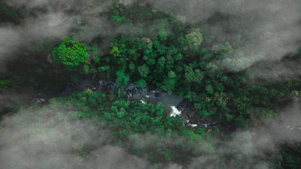 istock Aerial view of misty mountains and mixed forest. Deciduous trees, greenery and waterfalls flowing through the forest. The concept of the rainforest's rich natural ecosystem revolves around conservation and natural reforestation. 2151843907