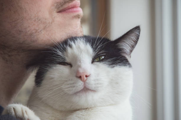 istock A black and white cat enjoys being scratched by it's male owner's beard 2151845792