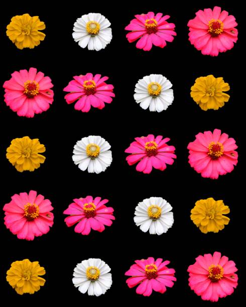 istock Colorful spring flowers and leaves collection isolated on white background. Creative layout. Floral design element. Springtime and easter concept. Top view, flat lay 2151847103