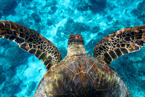 istock Green sea turtle swimming over tropical reef 2151849367