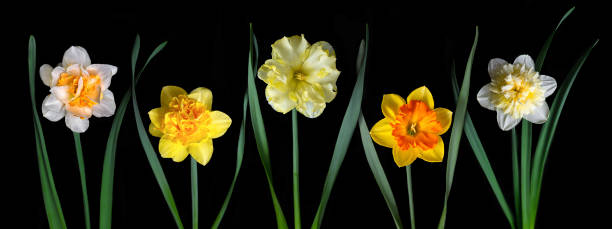 istock Panoramic picture with daffodils. Bright yellow, white and orange flowers on a black isolated background. Rare varieties of flowers in a row. 2151849608