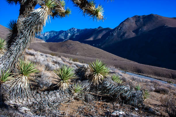 Joshua tree, palm tree yucca (Yucca brevifolia), thickets of yucca and other drought-resistant plants on the slopes of the Sierra Nevada mountains, California, USA