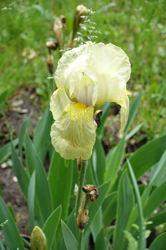 Pale yellow flower of Iris germanica in May