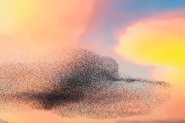 istock Starling murmuration during sunset at the end of the day 2151852606