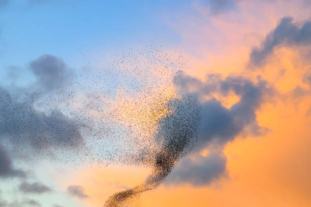 istock Starling murmuration during sunset at the end of the day 2151852653