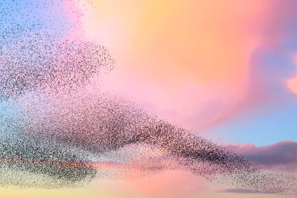 istock Starling murmuration during sunset at the end of the day 2151852698