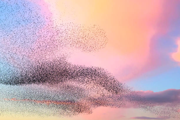 istock Starling murmuration during sunset at the end of the day 2151852753