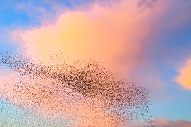 istock Starling murmuration during sunset at the end of the day 2151852821