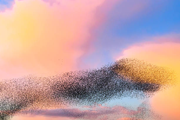 istock Starling murmuration during sunset at the end of the day 2151852841
