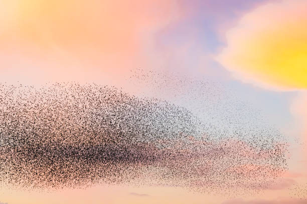 istock Starling murmuration during sunset at the end of the day 2151852843