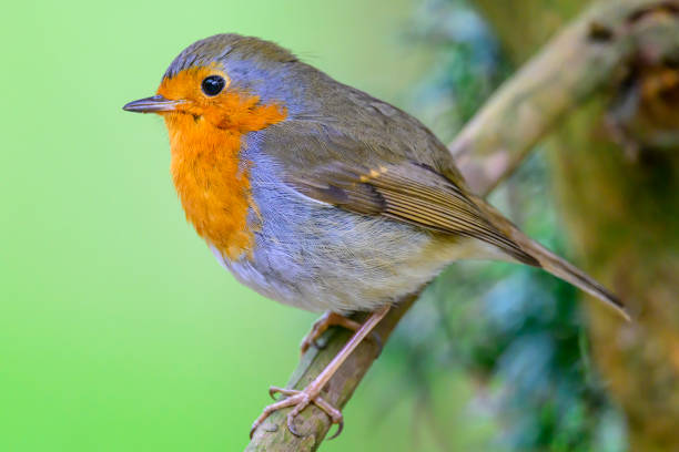 istock Robin sitting on a branch with a green background 2151852848