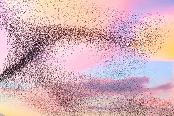 istock Starling murmuration during sunset at the end of the day 2151852854