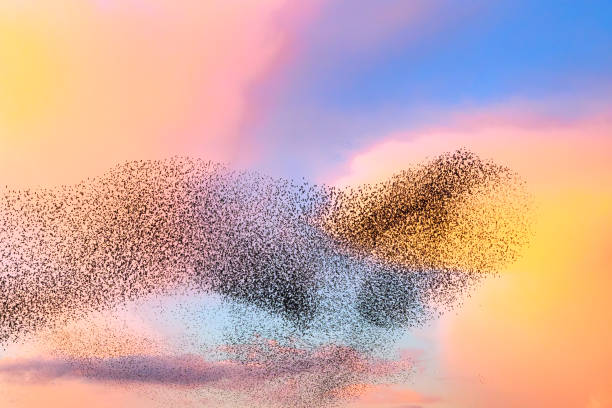 istock Starling murmuration during sunset at the end of the day 2151852855