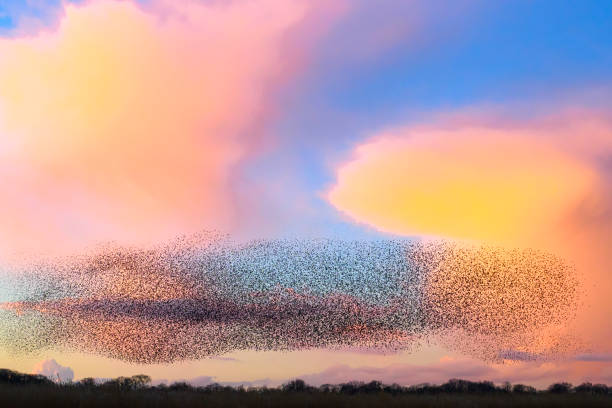 istock Starling murmuration during sunset at the end of the day 2151852867