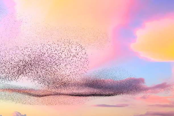 Starling birds murmuration in an cloudy sky during a calm sunset at the end of the day. Huge groups of starlings (Sturnidae) in the sky that move in shape-shifting clouds before the night.The synchronized movements of starling murmurations create mesmerizing patterns in the sky, with the birds swooping, swirling, and diving in unison. The exact reasons behind this behavior are not fully understood, but scientists believe that murmurations serve various purposes, including protection from predators, communication, and coordination of flock movements.These murmurations often occur during the birds' evening roosting time, as they gather together before settling down for the night. Like in this scene above a field of reed plants on the outskirts of Zwolle in Overijssel.
