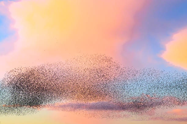 istock Starling murmuration during sunset at the end of the day 2151853040