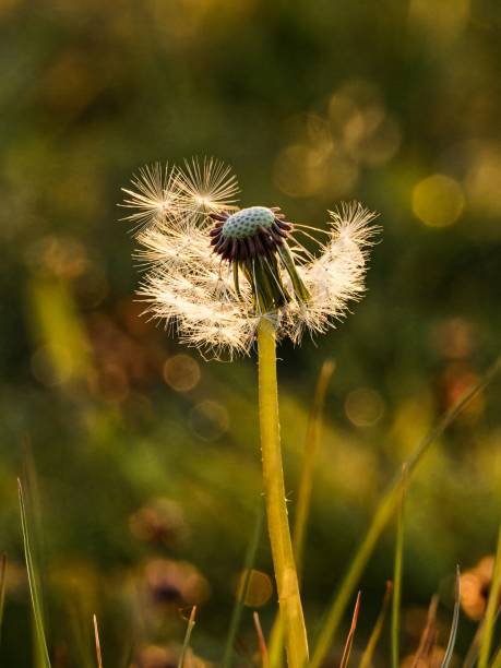 istock A large dandelion in the forest. Large fluffy dandelion clock. Closeup macro at sunset. seed head in the garden in the springtime. 2151854075