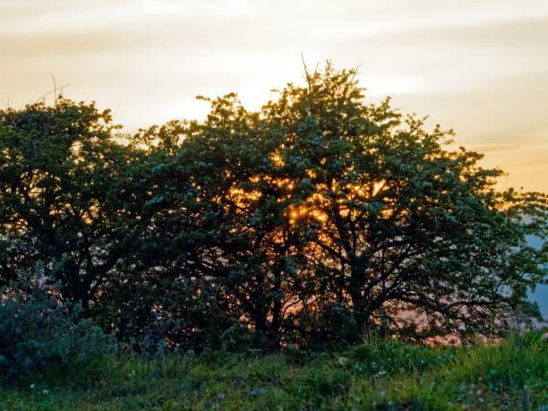 The sun shines through a tree at sunset. Wild flower meadow.
