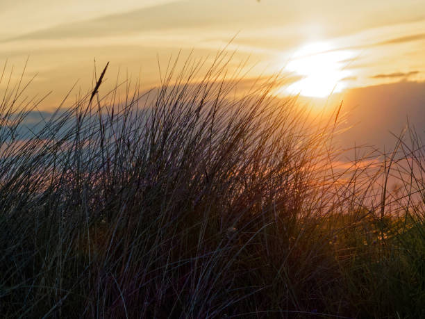 Silhouette of dune grass with golden sunset lighting. Evening image on a summers evening.
