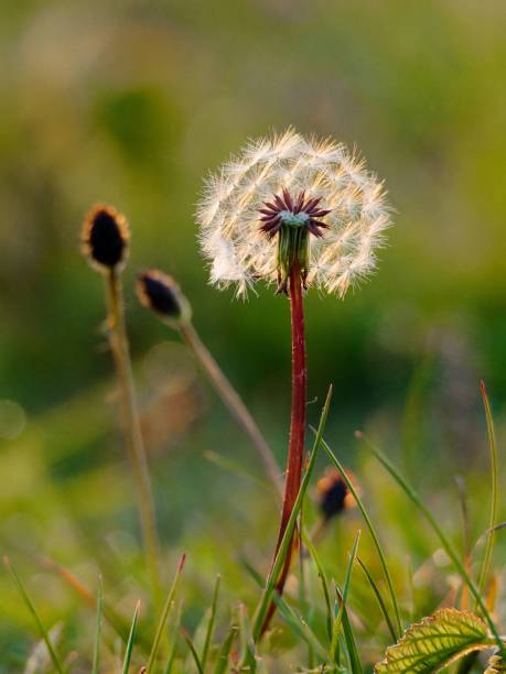 istock A large dandelion in the forest. Large fluffy dandelion clock. Closeup macro at sunset. seed head in the garden in the springtime. 2151854227