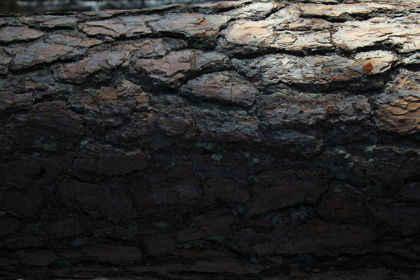 Texture of the bark of a tree. Horizontal photo. Half natural illuminated trunk.