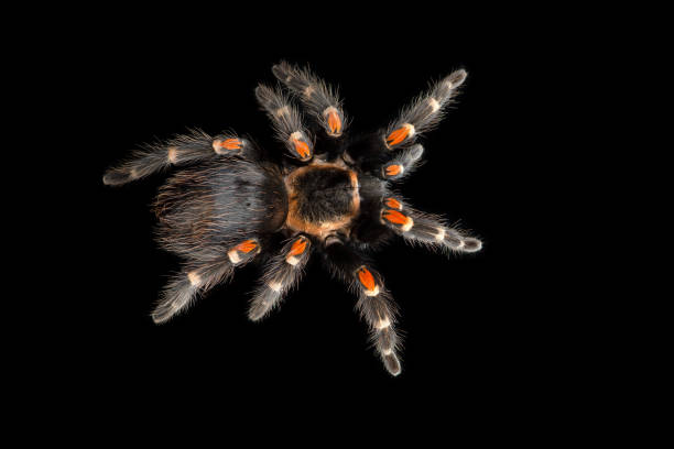 istock Birdeating Spider top view isolated on black background 2151855407