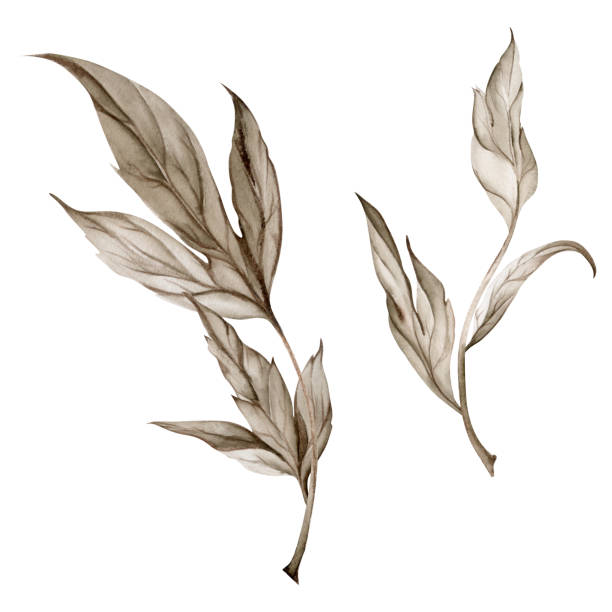 istock Hand drawn watercolor grisaille monochrome flower, bush, tree leaves, stems, branches. Single element isolated on white background. Invitations, wedding or greeting cards, floral shop, print, textile 2151855514