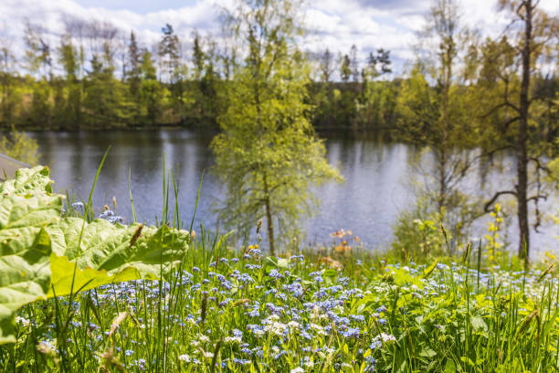 istock Forget me not flowers on a meadow by a lake 2151855767