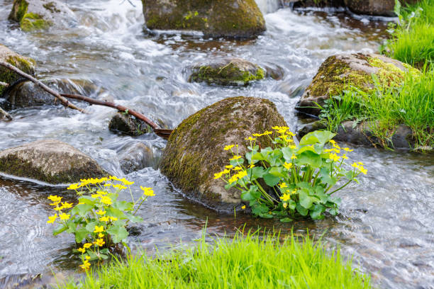 Bush with blooming yellow flowers of silverweed near spring water close-up. Medical plants grow near mountain creek. Healing plant near spring stream. Brook with medicinal rich vegetation of highland