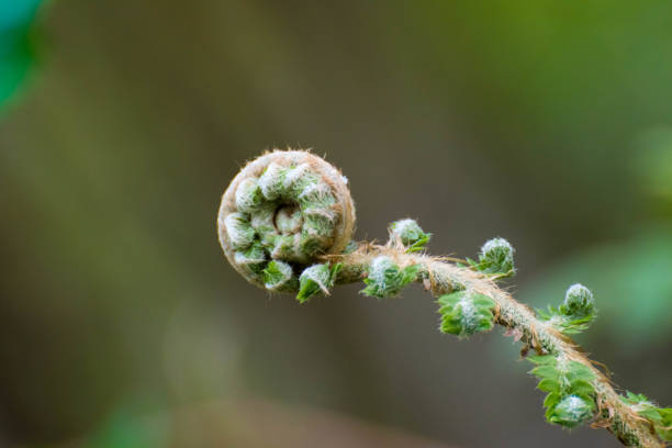 A spiral fern during the spring