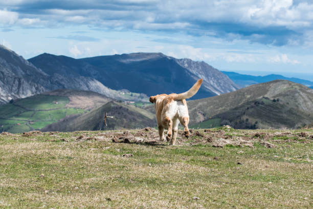 Labrador dog in the wild