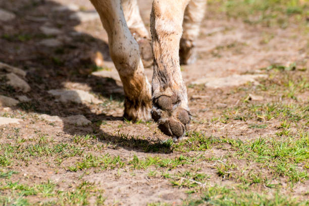 istock Dog's legs and pads 2151858387
