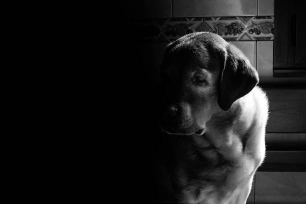 istock Portrait of a dog 2151858409