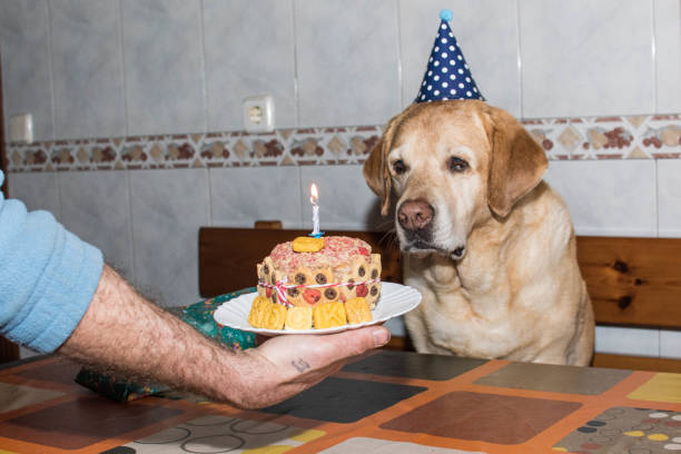 Labrador with birthday cake