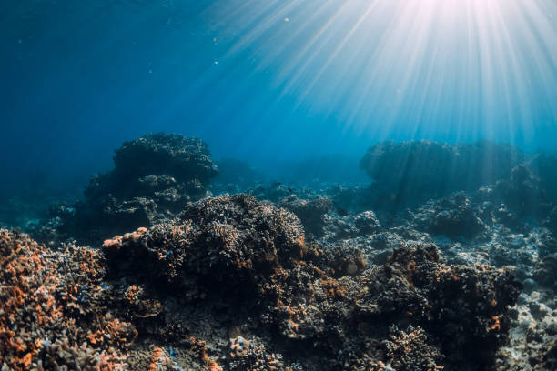 istock Tranquil underwater scene with copy space. Blue ocean with corals and sun rays 2151858699