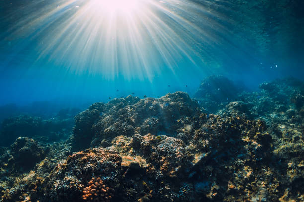 istock Tranquil underwater scene with copy space. Tropical sea with corals and sun rays 2151858701