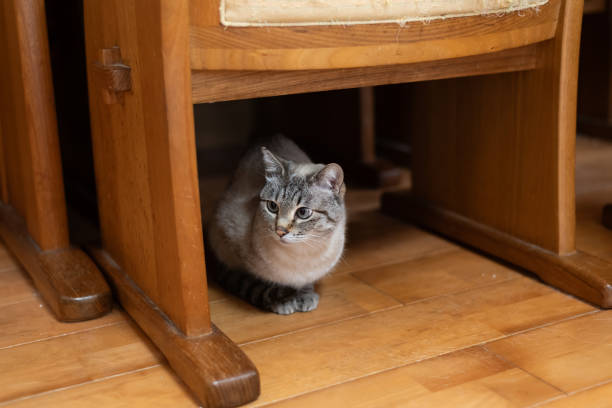 istock cat hiding under the chair 2151859182
