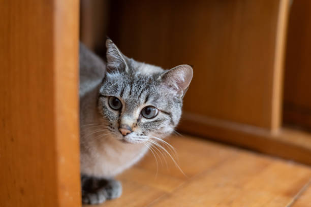 istock cat hiding under the chair 2151859211