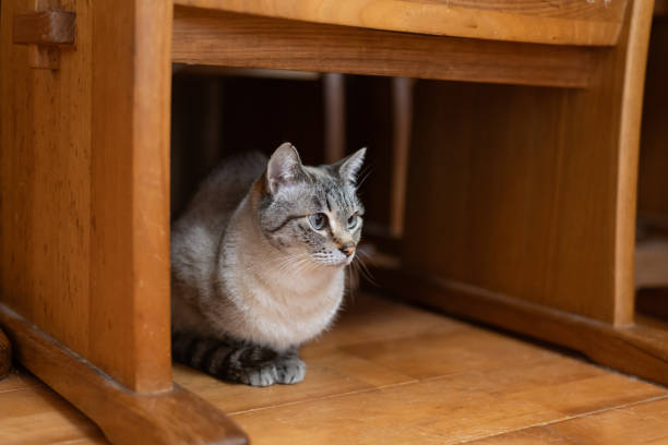 istock cat hiding under the chair 2151859262